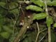 Kinkajou (Potos flavus)