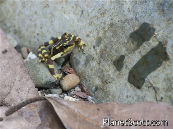 Pirri Harlequin Frog (Atelopus glyphus)