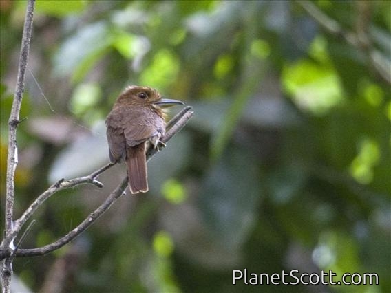 White-whiskered Puffbird (Malacoptila panamensis)