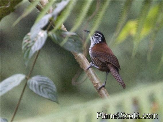 Bay Wren (Thryothorus nigricapillus)