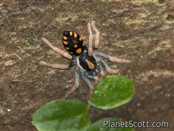 Unidentified Tarantula