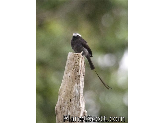 Long-tailed Tyrant (Colonia colonus)