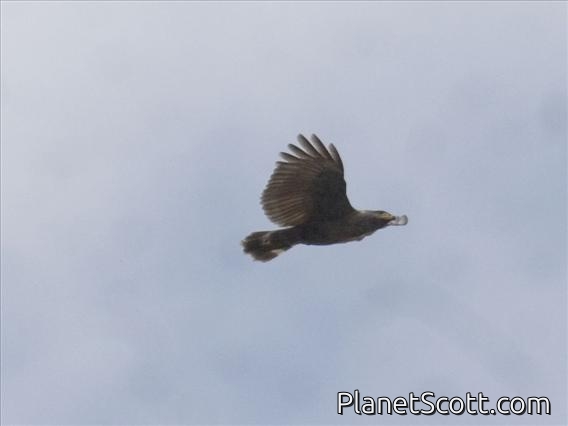 Great Black-Hawk (Buteogallus urubitinga)