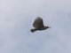 Great Black-Hawk (Buteogallus urubitinga)