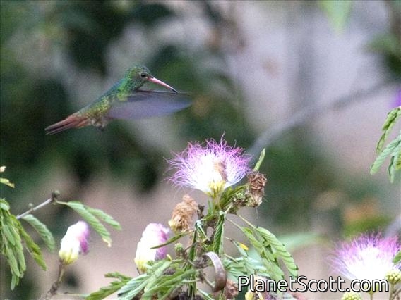 Rufous-tailed Hummingbird (Amazilia tzacatl) - Mogue