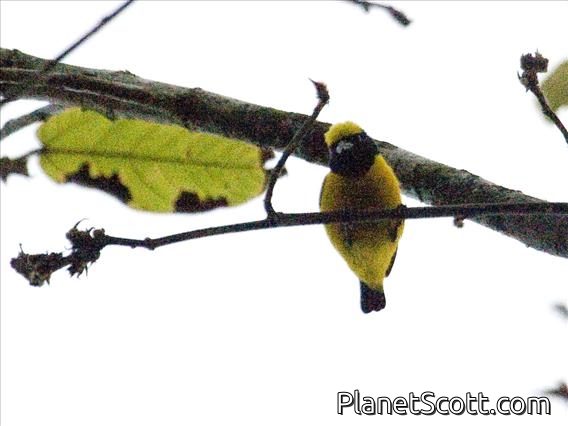 Yellow-crowned Euphonia (Euphonia luteicapilla)