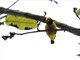 Yellow-crowned Euphonia (Euphonia luteicapilla)