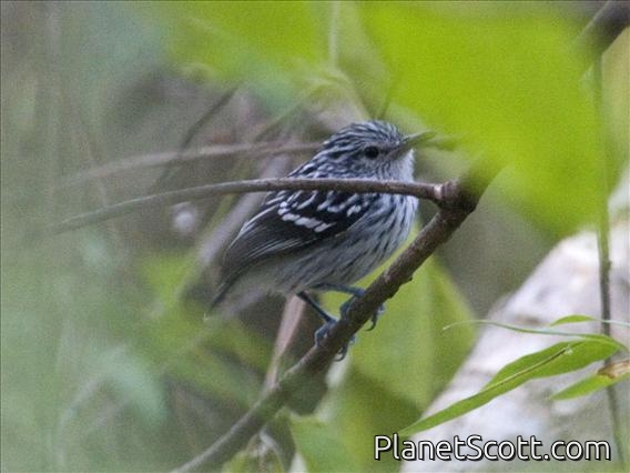Pacific Antwren (Myrmotherula pacifica) - Male