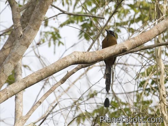 Blue-crowned Motmot (Momotus momota)