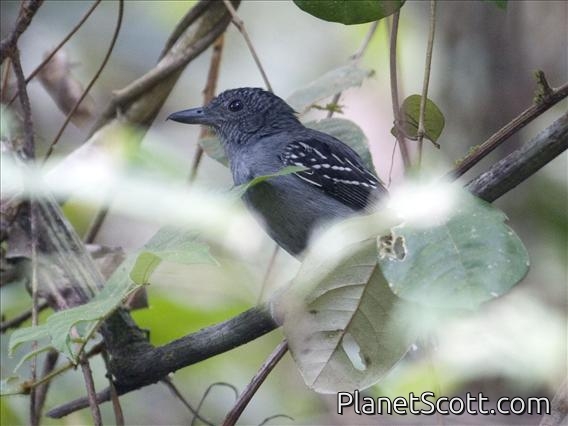 Black-crowned Antshrike(Thamnophilus atrinucha)