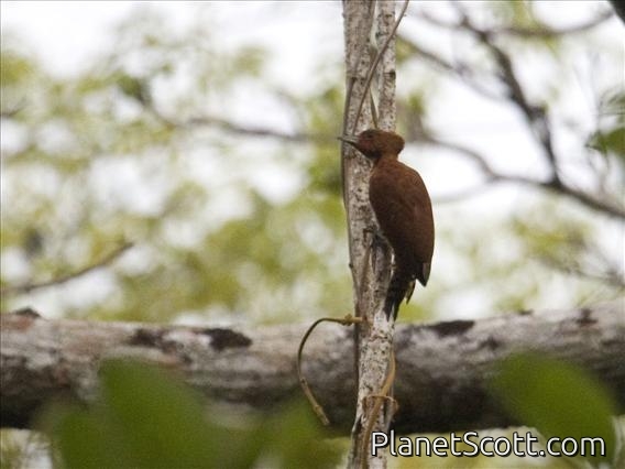 Cinnamon Woodpecker (Celeus loricatus)