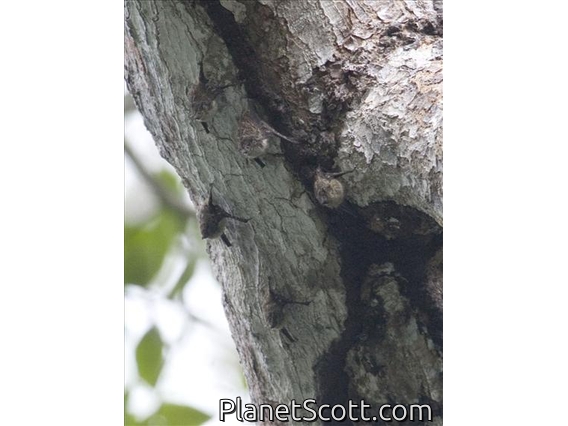 Proboscis Bat (Rhynchonycteris naso)