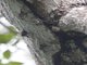 Proboscis Bat (Rhynchonycteris naso)