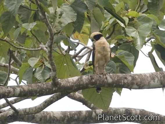 Laughing Falcon (Herpetotheres cachinnans)