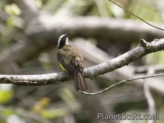 Rusty-margined Flycatcher (Myiozetetes cayanensis)