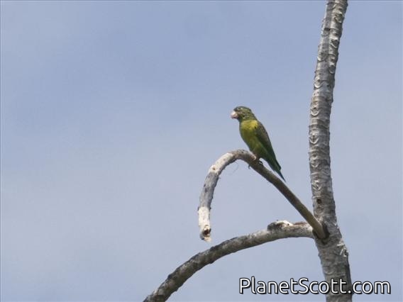Orange-chinned Parakeet (Brotogeris jugularis)