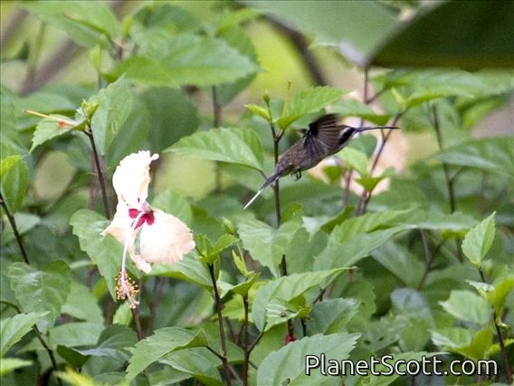 Pale-bellied Hermit (Phaethornis anthophilus)