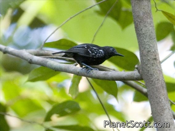 White-flanked Antwren (Myrmotherula axillaris)