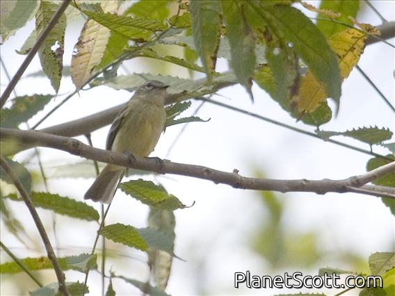 Yellow-crowned Tyrannulet (Tyrannulus elatus)
