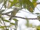 Yellow-crowned Tyrannulet (Tyrannulus elatus)