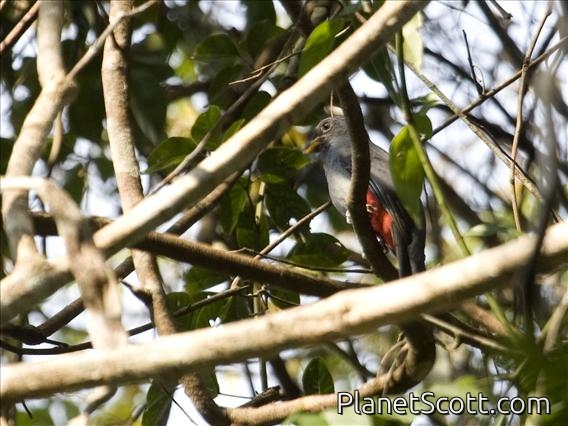 Black-tailed Trogon (Trogon melanurus) - Female