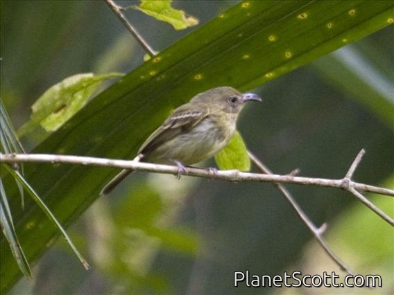 Southern Bentbill (Oncostoma olivaceum)
