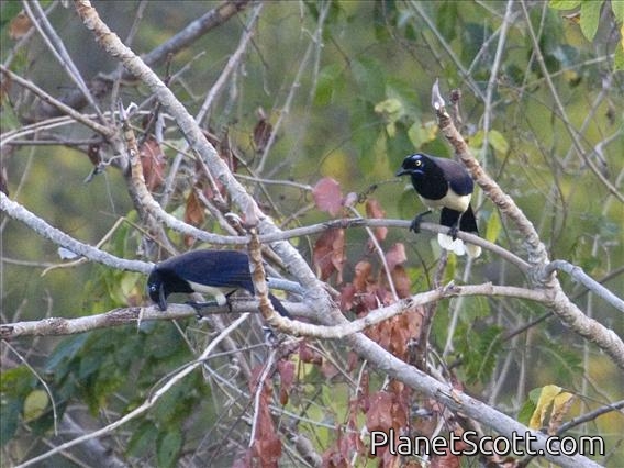 Black-chested Jay (Cyanocorax affinis)