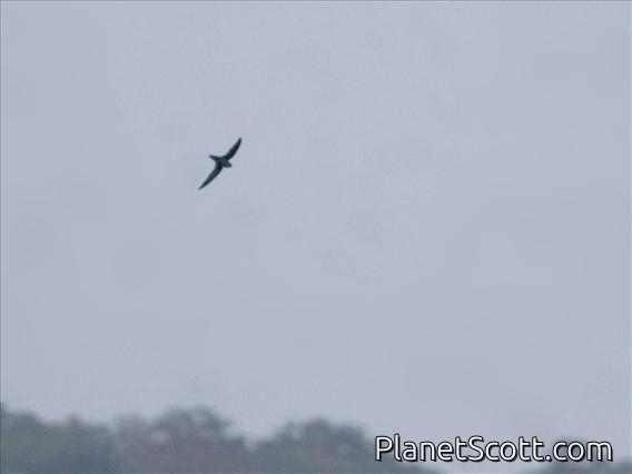 Band-rumped Swift (Chaetura spinicauda)
