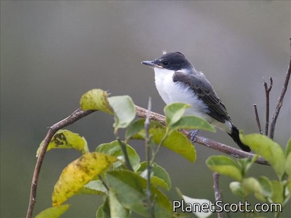Fork-tailed Flycatcher (Tyrannus savana) - Juvenile