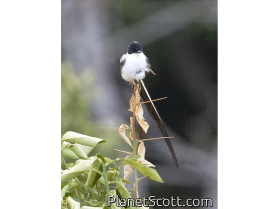 Fork-tailed Flycatcher (Tyrannus savana)