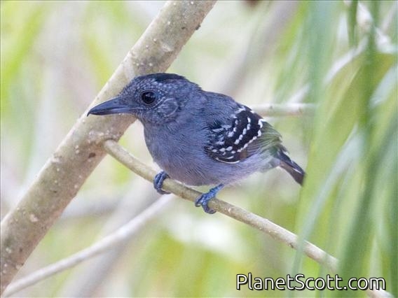 Black-crowned Antshrike (Thamnophilus punctatus)