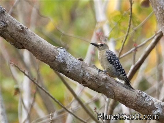Red-crowned Woodpecker (Melanerpes rubricapillus)