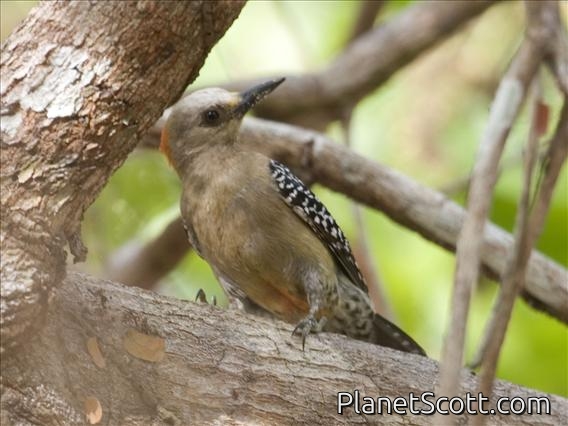 Red-crowned Woodpecker (Melanerpes rubricapillus)