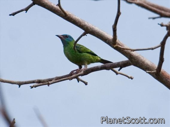 Blue Dacnis (Dacnis cayana) - Female