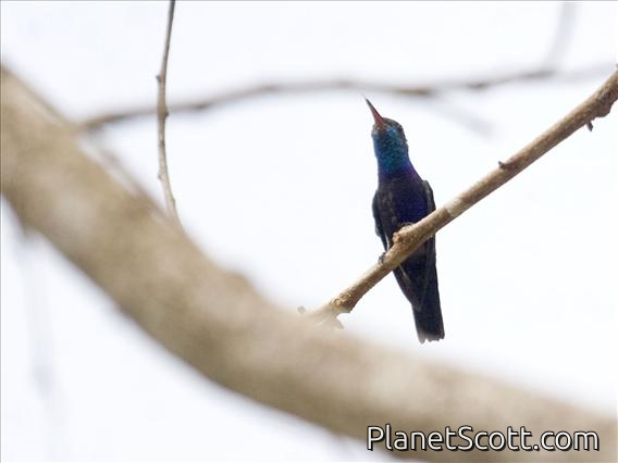 Sapphire-throated Hummingbird (Lepidopyga coeruleogularis) - Male