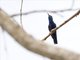 Sapphire-throated Hummingbird (Lepidopyga coeruleogularis) - Male