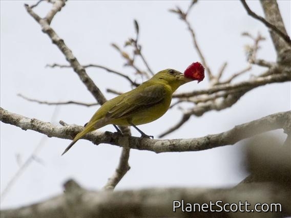Scarlet Tanager (Piranga olivacea) - Female