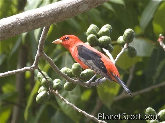 Scarlet Tanager (Piranga olivacea) - Male