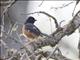 Spotted Towhee (Pipilo erythrophthalmus) - Eastern