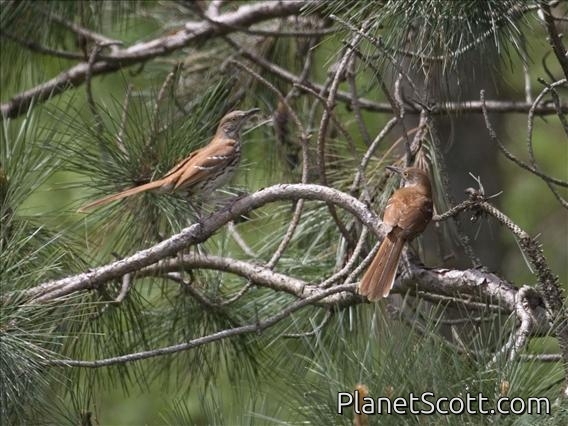 Brown Thrasher (Toxostoma rufum)