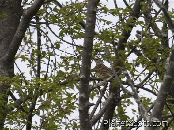 Eastern Meadowlark (Sturnella magna)
