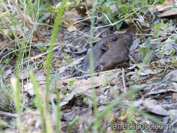 Botta's Pocket Golpher (Thomomys bottae)