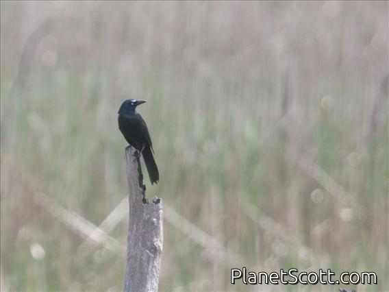 Common Grackle (Quiscalus quiscula)