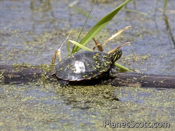Painted Turtle (Chrysemys picta)