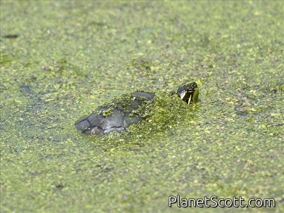 Painted Turtle (Chrysemys picta)