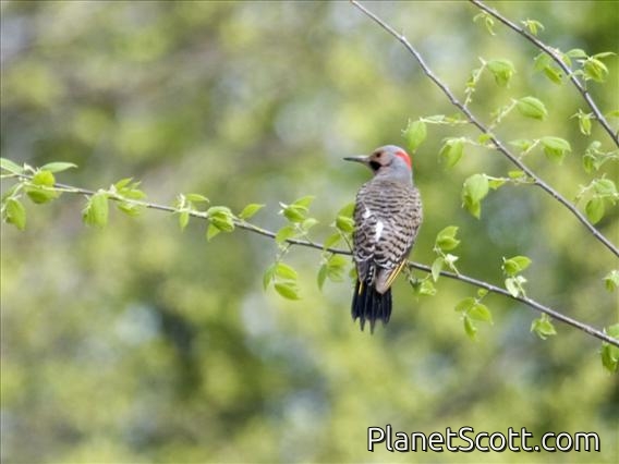Northern Flicker (Colaptes auratus)