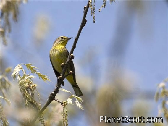Palm Warbler (Dendroica palmarum) - Breeding Plumage
