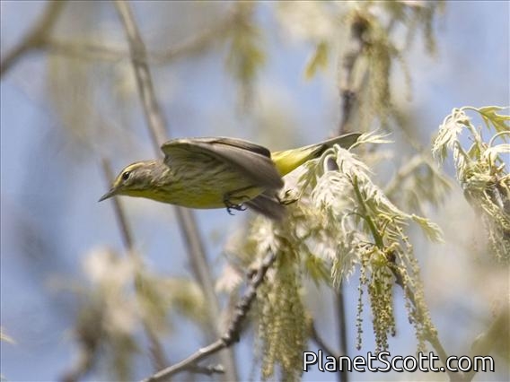 Palm Warbler (Dendroica palmarum)