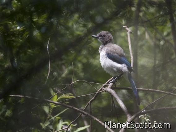 California Scrub Jay (Aphelocoma californica) - Juvenile