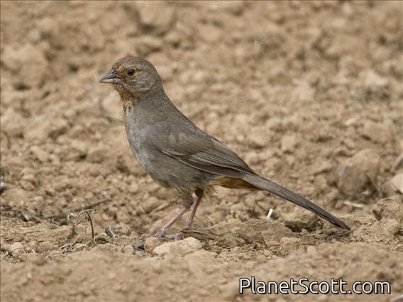 California Towhee (Pipilo crissalis)